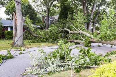Fallen Tree on Driveway