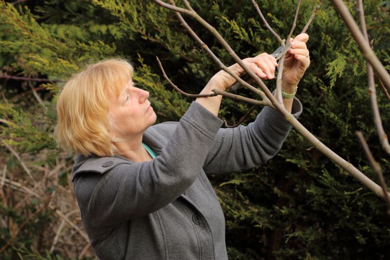 Fruit Tree Trimming Costs — Cost of Fruit Tree Trimming