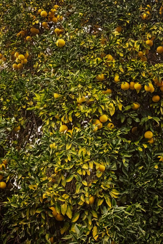 Fruit Tree Trimming Costs — Cost of Fruit Tree Trimming