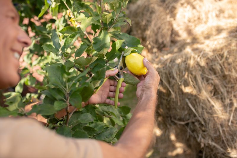 Fruit Tree Trimming
