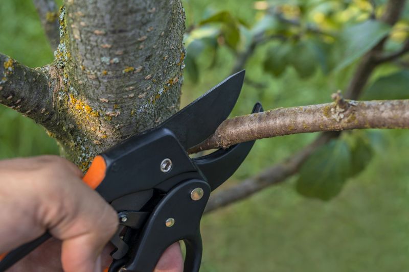 Fruit Tree Trimming