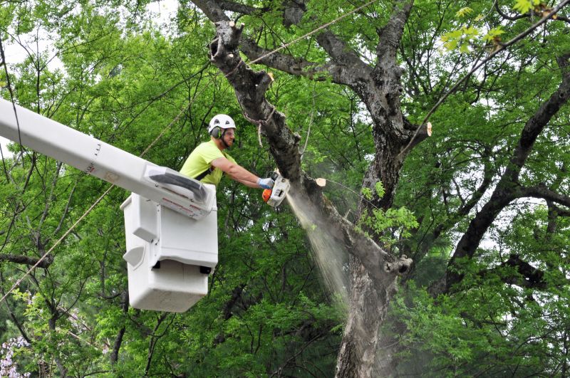 Post-Harvest Tree Care