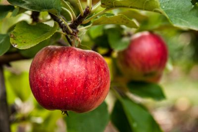 Apple Tree Trimming!