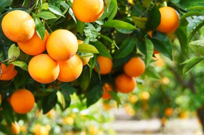 Orange Tree Trimming!