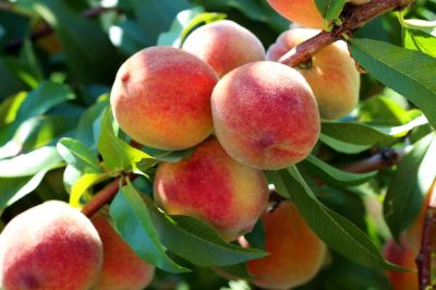 Peach Tree Trimming!