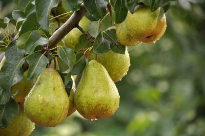 Pear Tree Trimming!