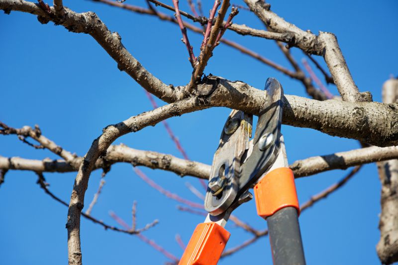 Fruit Tree Trimming Tips and Techniques