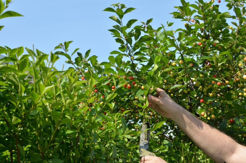 Fruit Tree Trimming Products and Tools