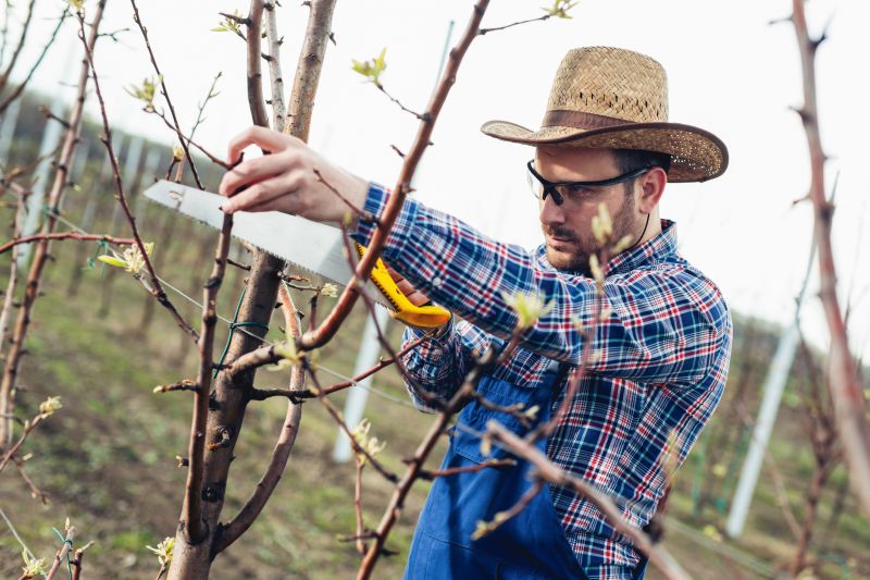 Fruit Tree Trimming Promotions