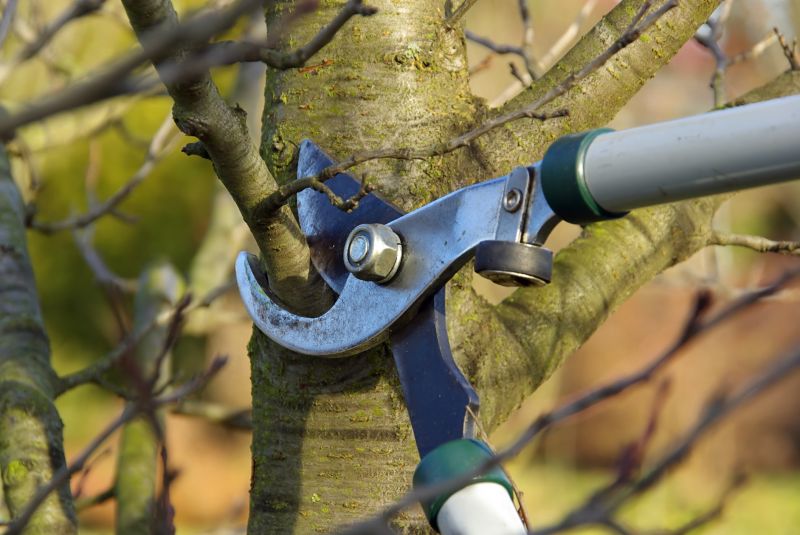 Service Locations for Fruit Tree Trimming